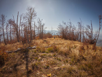 Plants growing on land