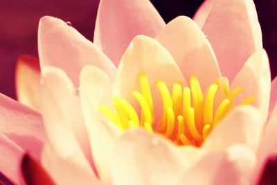 Close-up of pink flower