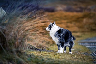 Full length of a dog looking away