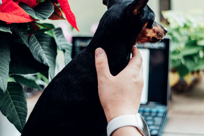 Midsection of person holding black dog