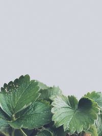 Close-up of plant against white background