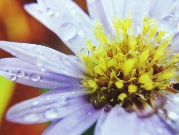 Close-up of yellow flower