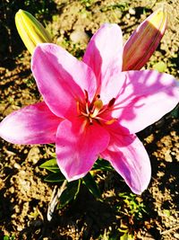 High angle view of pink crocus flower on field