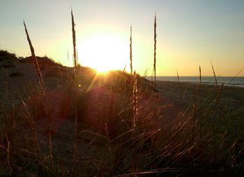 Sun shining over sea