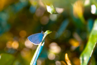 Close-up of insect on white surface