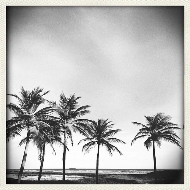 palm tree, sea, beach, tree, horizon over water, tranquility, tranquil scene, scenics, transfer print, water, beauty in nature, shore, sky, nature, auto post production filter, sand, tree trunk, growth, silhouette, idyllic