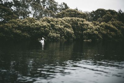 Swan swimming in lake against trees