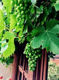 Close-up of grapes growing in vineyard