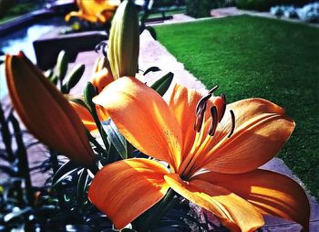 Close-up of day lily blooming outdoors