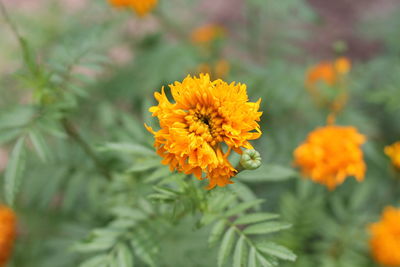 Close-up of yellow marigold flower