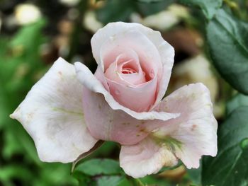 Close-up of pink rose