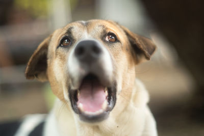 Close-up portrait of dog