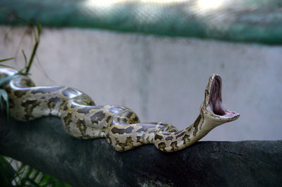 Angry python on tree
