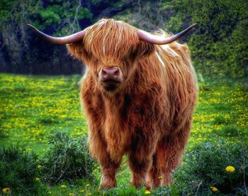 Portrait of a lion on field