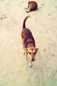 High angle view of dog on sand at beach