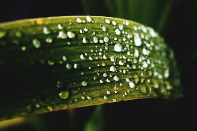 Close-up of water drops on leaf