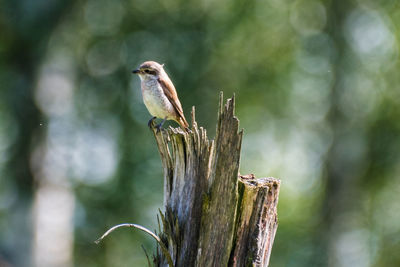 Close-up of bird perching on tree