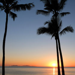 Silhouette palm tree by sea against clear sky at sunset