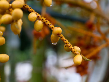 Close-up of yellow berries growing on tree