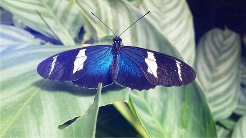 Close-up of butterfly on flower