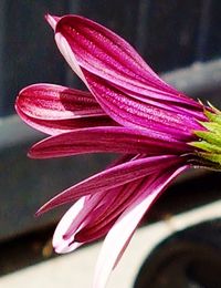 Close-up of day lily