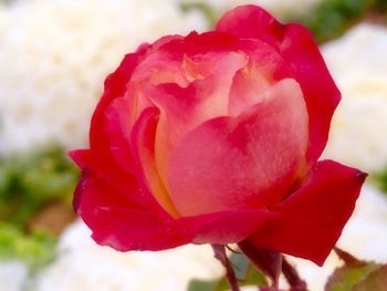 Close-up of pink rose