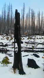 Panoramic view of trees on snow covered landscape