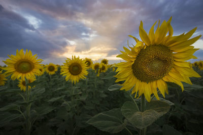 Sunflowers blooming on field against sky