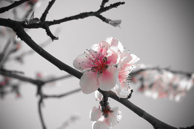 Close-up of cherry blossom