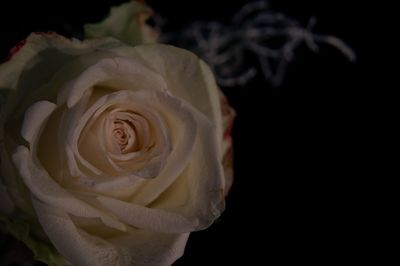 Close-up of rose blooming against black background