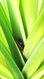 Close-up of green leaves