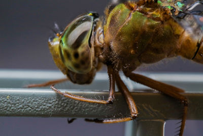 Close-up of dragonfly insect