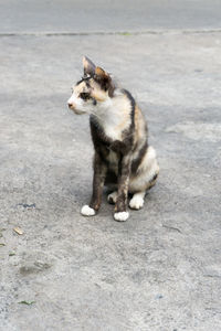 Cat sitting on street