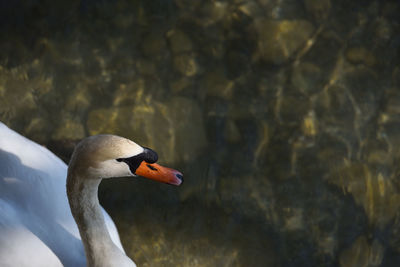 Close-up of swan in lake