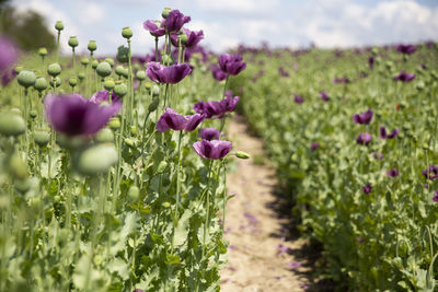 Close-up of purple flowering plants on field