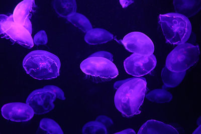 Jellyfish swimming in sea