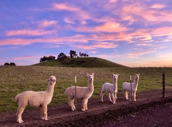 Sheep standing in a field