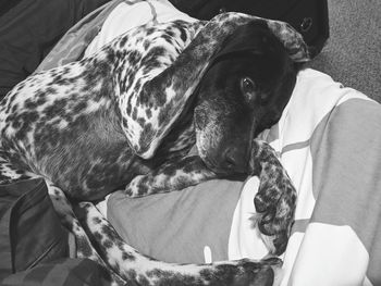 Close-up of dog relaxing on bed at home