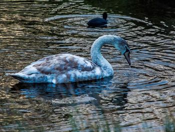 Swan swimming in lake