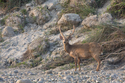 Side view of deer standing on rock