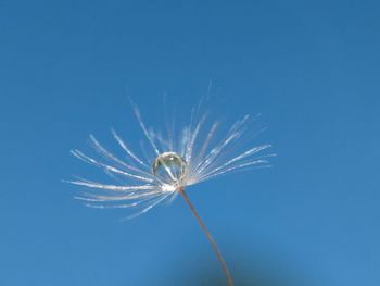 Close-up of jellyfish against clear blue sky