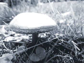 Close-up of mushroom growing on field