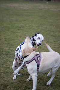 High angle view of  two dog playing  on grass area