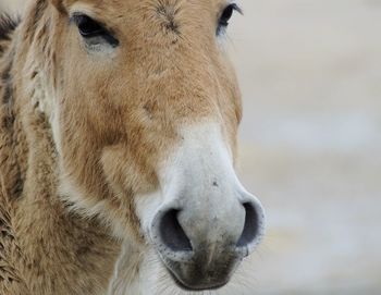 Close-up of horse