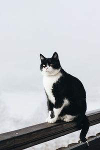 Cat looking away while sitting on railing against sky