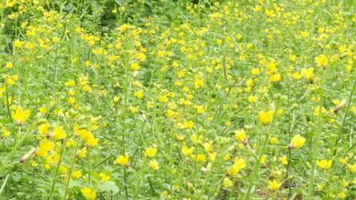 Flowers growing in field