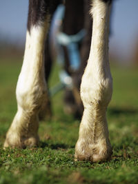 Close-up of grass on field