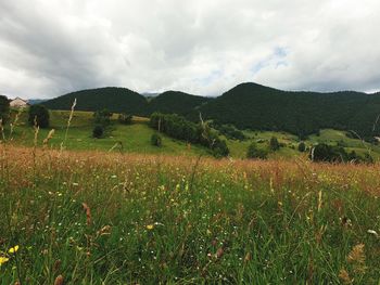 Scenic view of field against sky