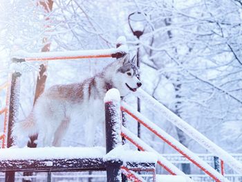 Low angle view of dog standing on snow cover steps