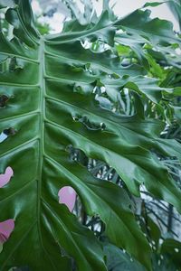 Close-up of plants